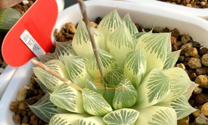 玉露养殖全指南（新手必看，从选购到养护全程指导）