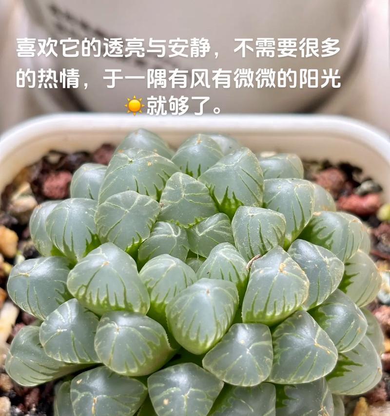 玉露养殖全指南（新手必看，从选购到养护全程指导）