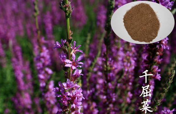 了解千金菜，享受美味健康（探寻千金菜的来源、营养价值及烹饪方法）