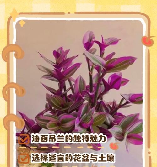 如何选用合适的土壤栽培吊兰（从土壤配方到施肥技巧，轻松打造健康吊兰）