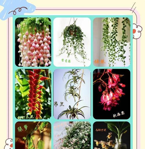 如何选用合适的土壤栽培吊兰（从土壤配方到施肥技巧，轻松打造健康吊兰）