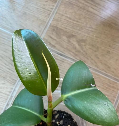 橡皮树根系的发达程度（揭秘橡皮树强大的根系结构及其适应性）