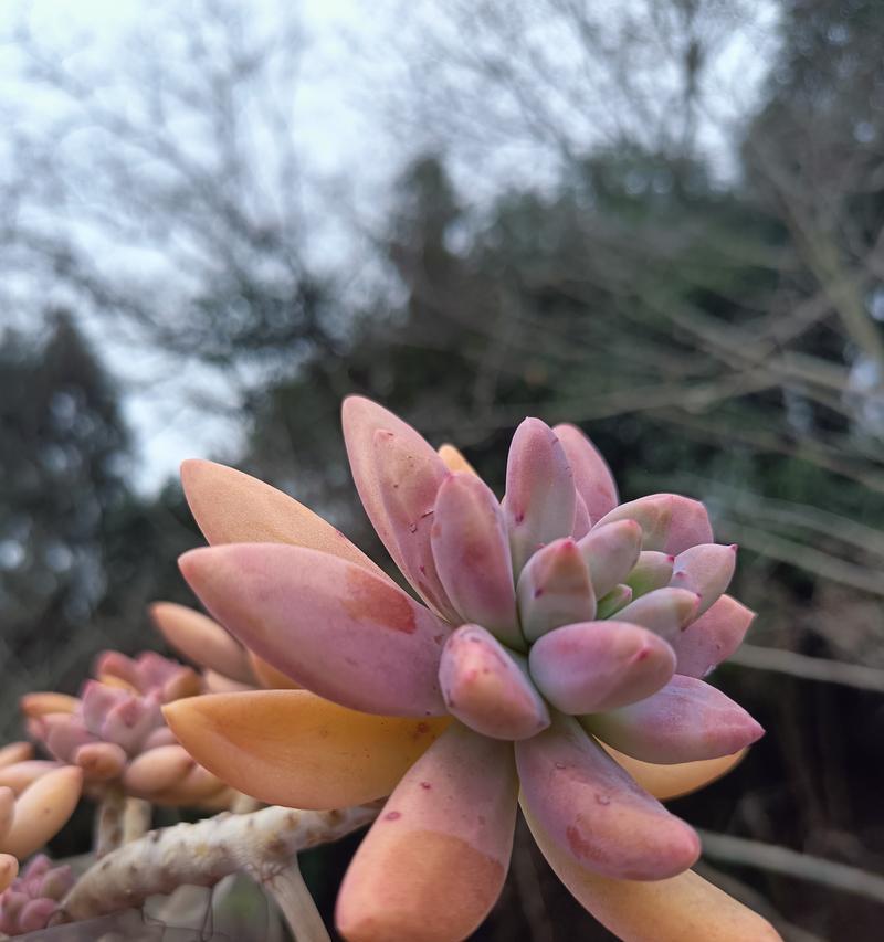 冬季多肉植物的养护和越冬（室外多肉植物防冻措施和保养技巧）