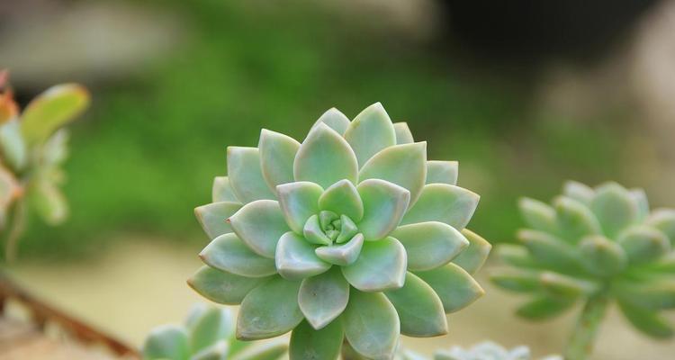 冬季多肉植物的养护和越冬（室外多肉植物防冻措施和保养技巧）