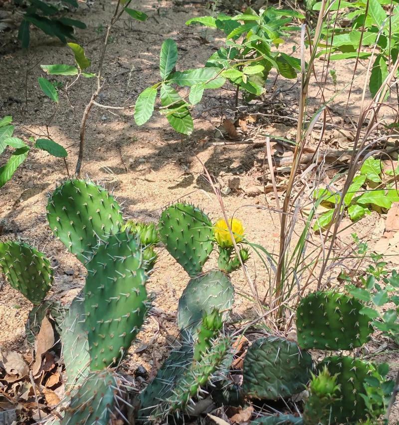 仙人掌开花结果的奥秘（揭秘仙人掌开花的时间、条件和果实品质）