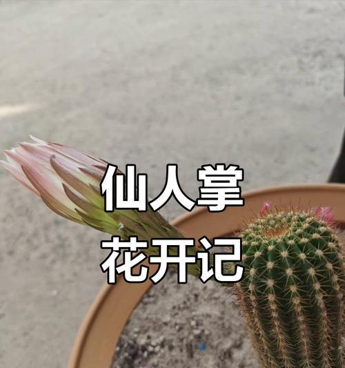 仙人掌开花结果的奥秘（揭秘仙人掌开花的时间、条件和果实品质）