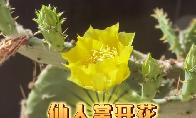 仙人掌开花结果的奥秘（揭秘仙人掌开花的时间、条件和果实品质）