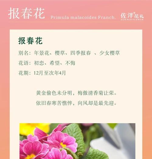 报春花的花期及观赏指南（探秘报春花开花时间和生长条件，教你如何观赏美丽花卉）