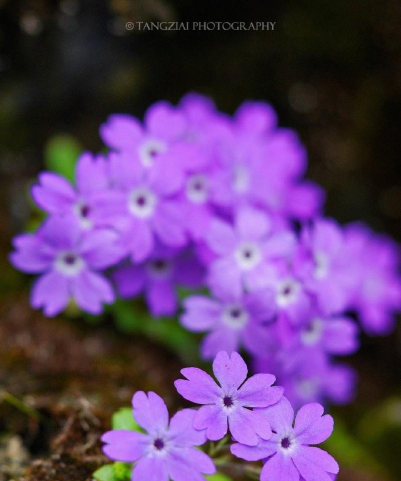 报春花的花期及观赏指南（探秘报春花开花时间和生长条件，教你如何观赏美丽花卉）