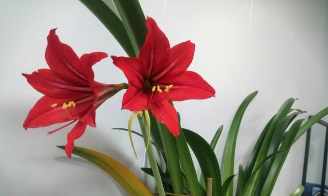 并蹄莲的花语（探秘并蹄莲的神秘世界，了解它的花语）