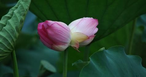 并蹄莲的花语（探秘并蹄莲的神秘世界，了解它的花语）