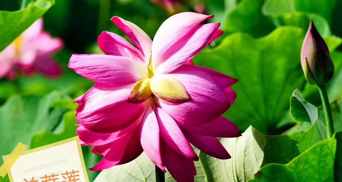 并蹄莲的花语（探秘并蹄莲的神秘世界，了解它的花语）