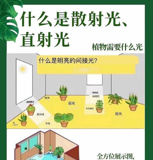 太阳花的浇水方法（了解太阳花的生长环境与浇水技巧，助力开出鲜艳的花朵）