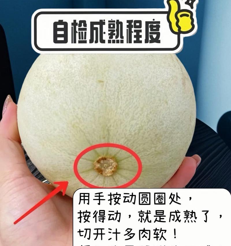 如何留种甜瓜（甜瓜种子的提取与保存）
