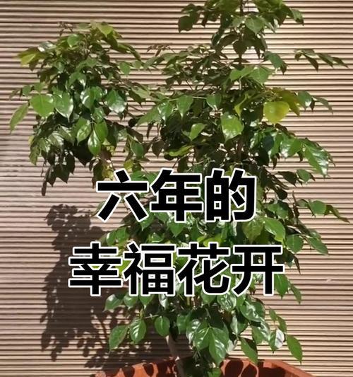 幸福树开花期长的样子（了解幸福树的开花周期与特点）