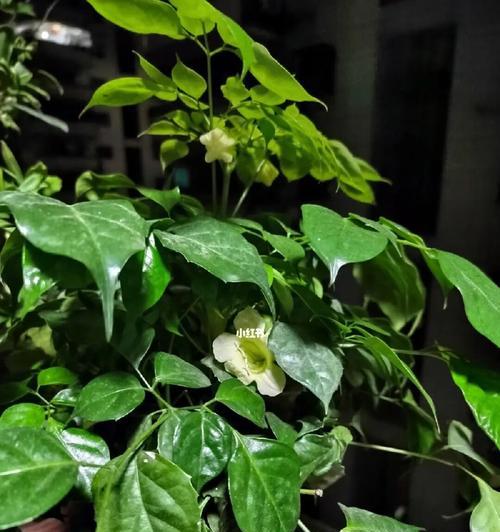 幸福树开花期长的样子（了解幸福树的开花周期与特点）