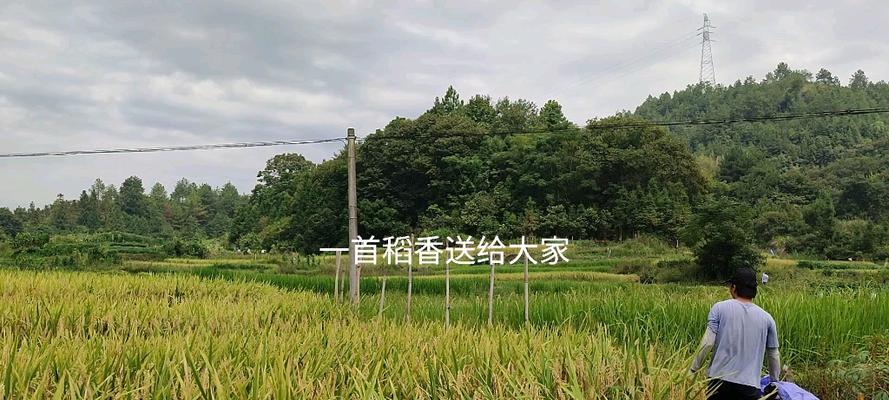 如何选择最佳肥料为板栗树提供养分？（掌握专家建议，让您的板栗树茁壮成长）