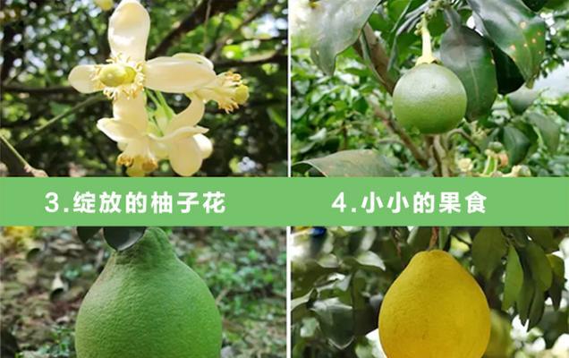 沙田柚成熟季节（探寻沙田柚的成熟时间和独特魅力）