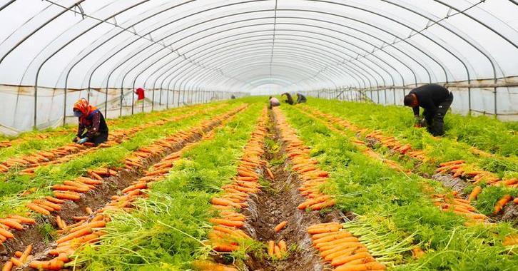 胡萝卜种植全攻略（最佳种植时间、生长周期、注意事项）