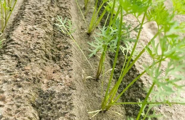 胡萝卜种植全攻略（最佳种植时间、生长周期、注意事项）