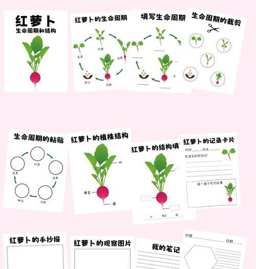 胡萝卜种植全攻略（最佳种植时间、生长周期、注意事项）