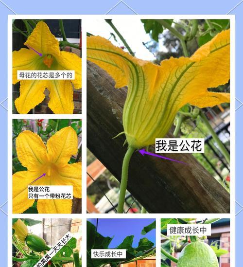 水稻的授粉方式（自花授粉与异花授粉的区别）