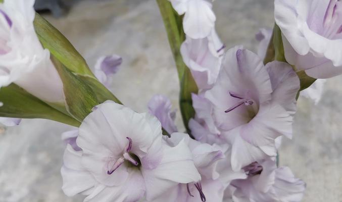 藏红花不开花的原因和解决方法（探究藏红花不开花的原因以及提出解决方法）