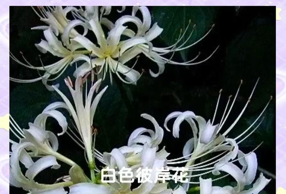 告别之花——勿忘我花语（勿忘我花语的含义和传说）