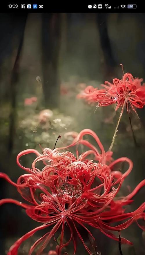 告别之花——勿忘我花语（勿忘我花语的含义和传说）