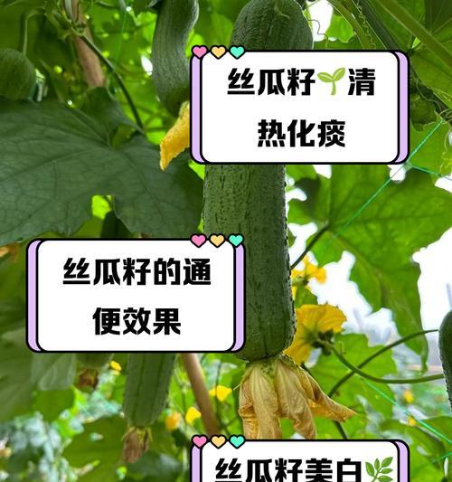 丝瓜的性质（探究丝瓜是热性还是凉性，以及其对人体的作用）