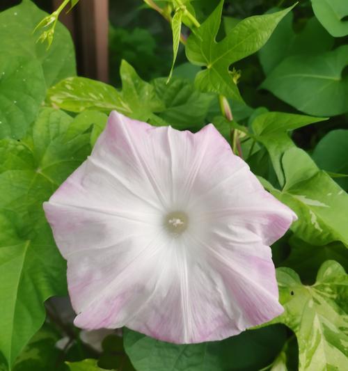 牵牛花的种植技巧（了解牵牛花的生长习性，让它在你家盆栽里开出美丽的花朵）
