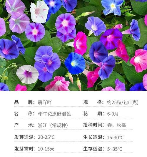 牵牛花的种植技巧（了解牵牛花的生长习性，让它在你家盆栽里开出美丽的花朵）
