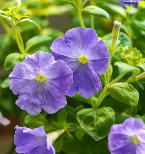 牵牛花的种植技巧（了解牵牛花的生长习性，让它在你家盆栽里开出美丽的花朵）