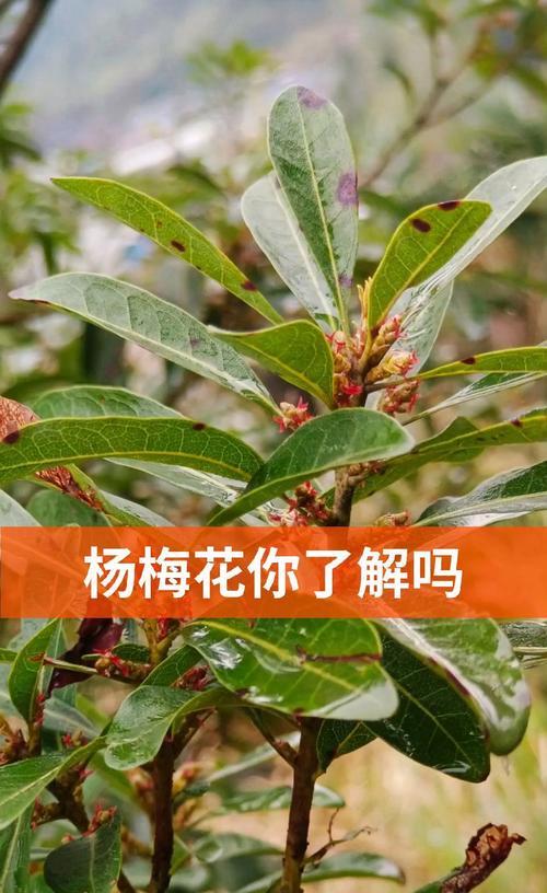 杨梅树的开花时间及生长规律（探究杨梅树花期，了解杨梅树的生长变化）