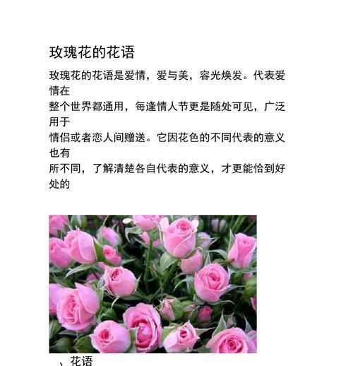 以和为主，橄榄枝的花语（橄榄枝花语传递和平的温暖）