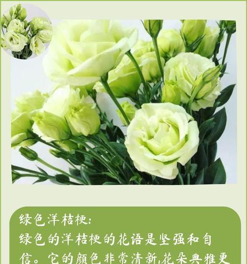 以和为主，橄榄枝的花语（橄榄枝花语传递和平的温暖）
