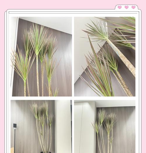 千年木的养殖方法及养护要点（打造健康生态环境，让千年木生长更加茁壮）