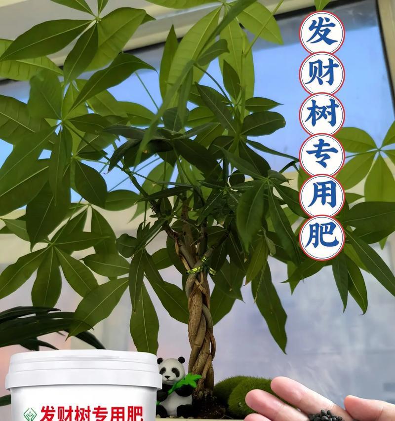 发财树的肥料选择与养护（打造繁茂的绿色财源；发财树肥料的选择与使用）