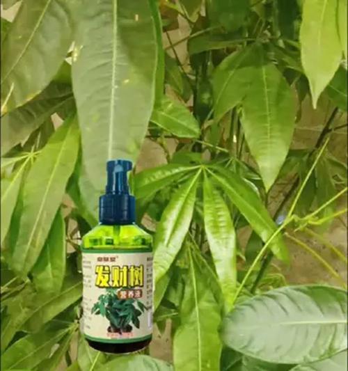 发财树的肥料选择与养护（打造繁茂的绿色财源；发财树肥料的选择与使用）