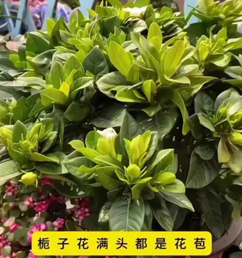 扶桑花对硫酸亚铁的浇水效果（解析扶桑花浇水的技巧与方法）