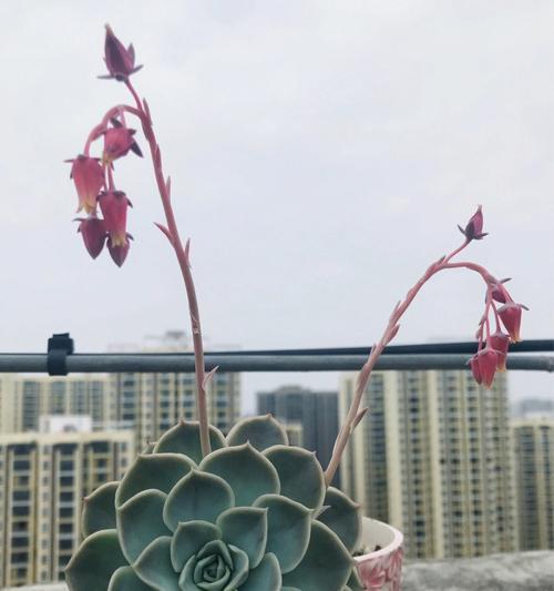红边椒草开花之美——探秘这个神奇的小草（细数红边椒草开花的特点与美丽）