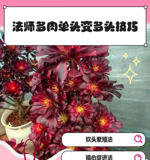 多肉巧克力怎么爆头（掌握这一技巧，让你的多肉巧克力更加诱人）