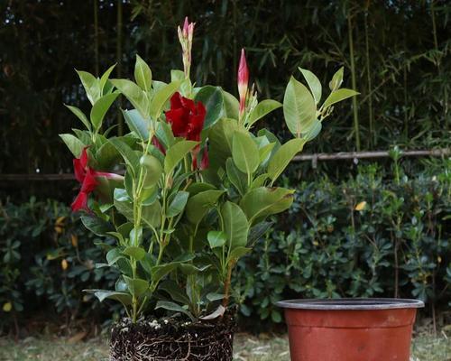 双喜藤的开花时间和花期（探究双喜藤的开花规律及饲养技巧）