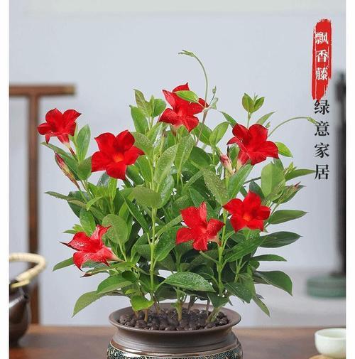 双喜藤的开花时间和花期（探究双喜藤的开花规律及饲养技巧）