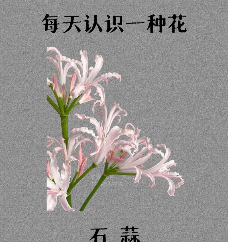石蒜开花频率解析（了解石蒜开花规律，让园艺更得心应手）