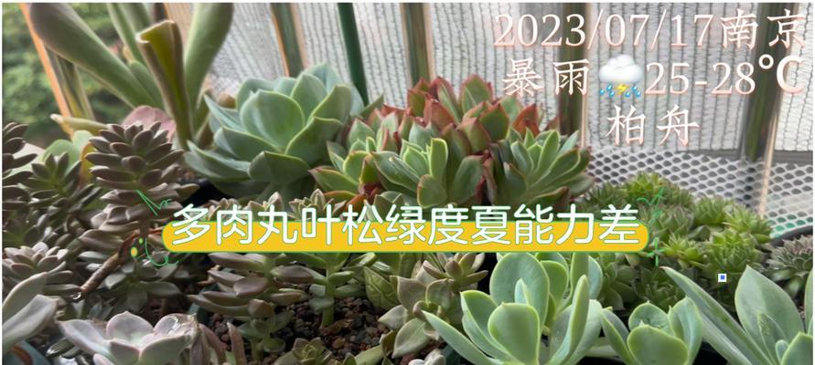 如何成功养殖丸叶松绿（了解丸叶松绿的生长特点及养护技巧，让你轻松打造属于自己的花园）