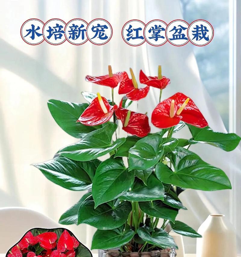 选择适合红掌的盆栽方式（打造舒适的生长环境，让红掌健康茁壮）