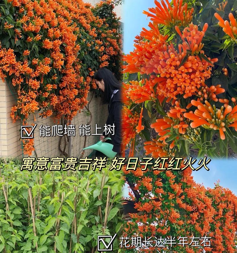 炮仗花扦插技巧（最佳扦插月份与注意事项）