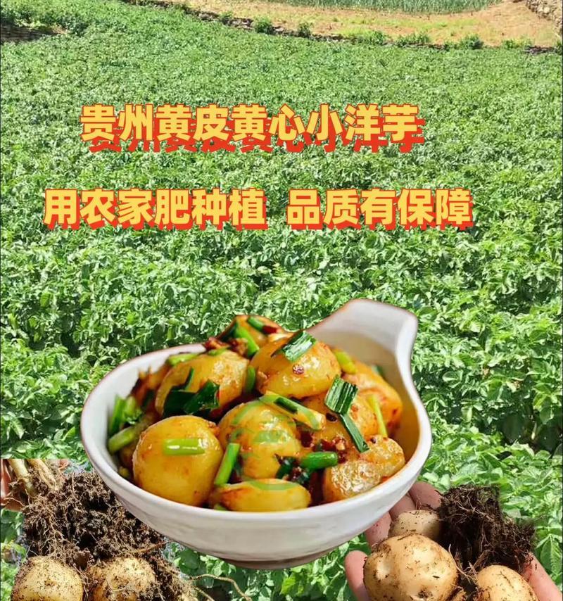 如何选择适合土豆的肥料？（从土壤分析到肥料选择，全面指导土豆栽培技巧）