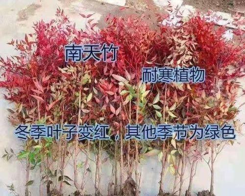 南天竹的落叶之美——探秘南天竹的冬日之美